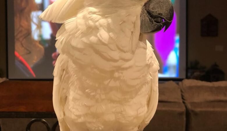 Cockatoo parrots for sale in Wyoming