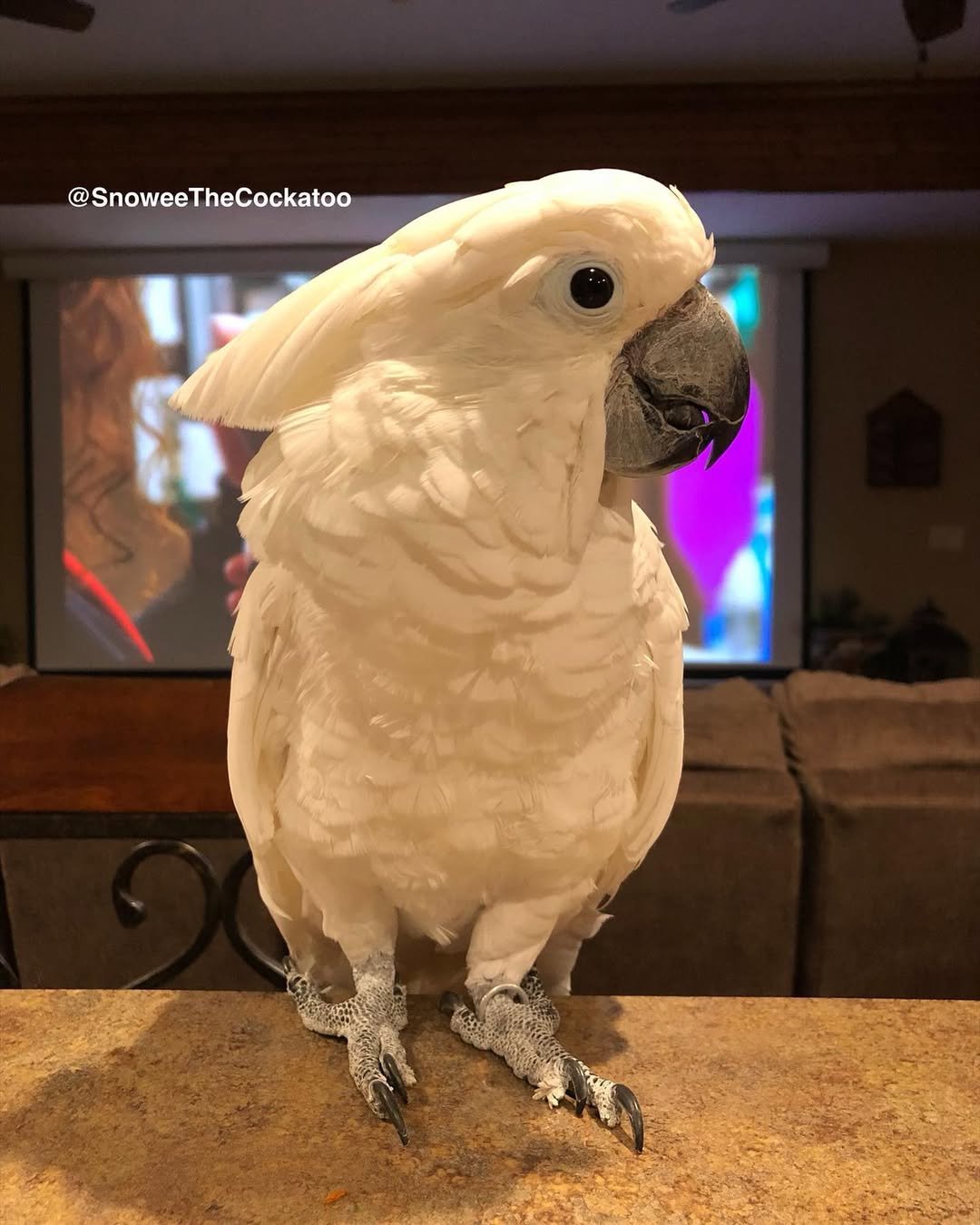 Cockatoo breeders in Delaware