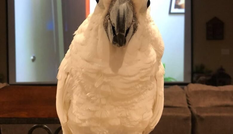 Cockatoos for sale in France