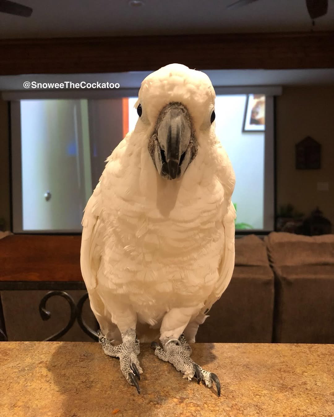 Cockatoo breeders in Florida