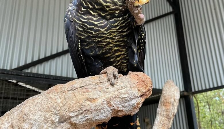 Cockatoo breeders in Indiana