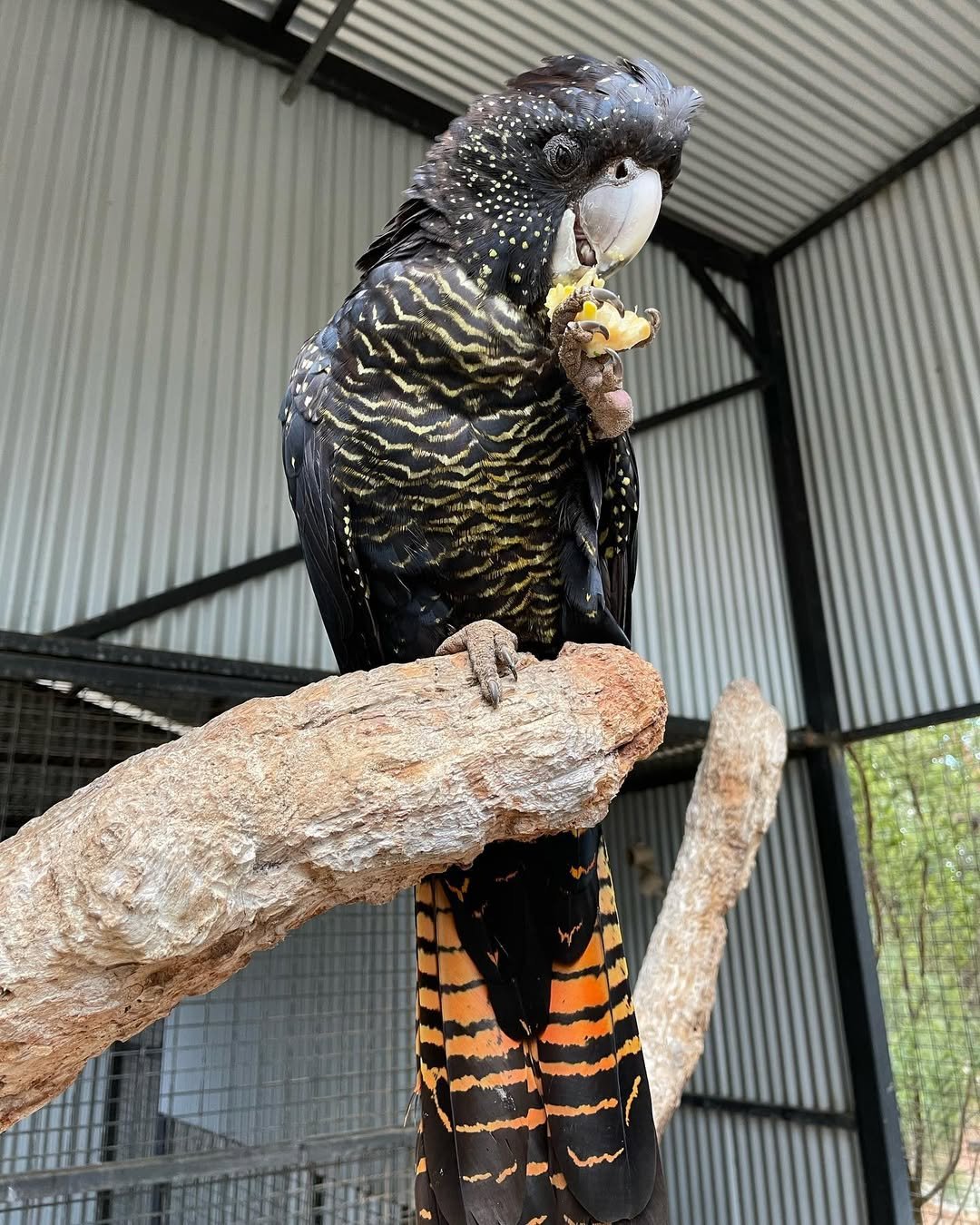 Cockatoo breeders in Indiana