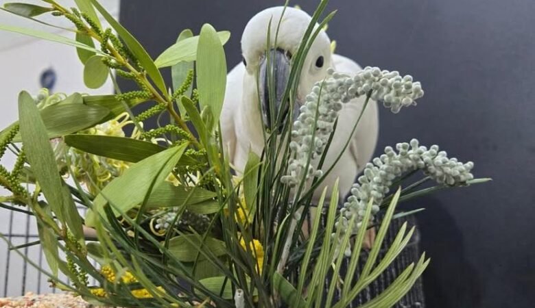 Cockatoo birds for sale in Canada