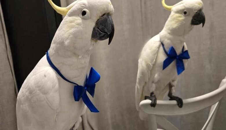Cockatoo breeders in Hawaii