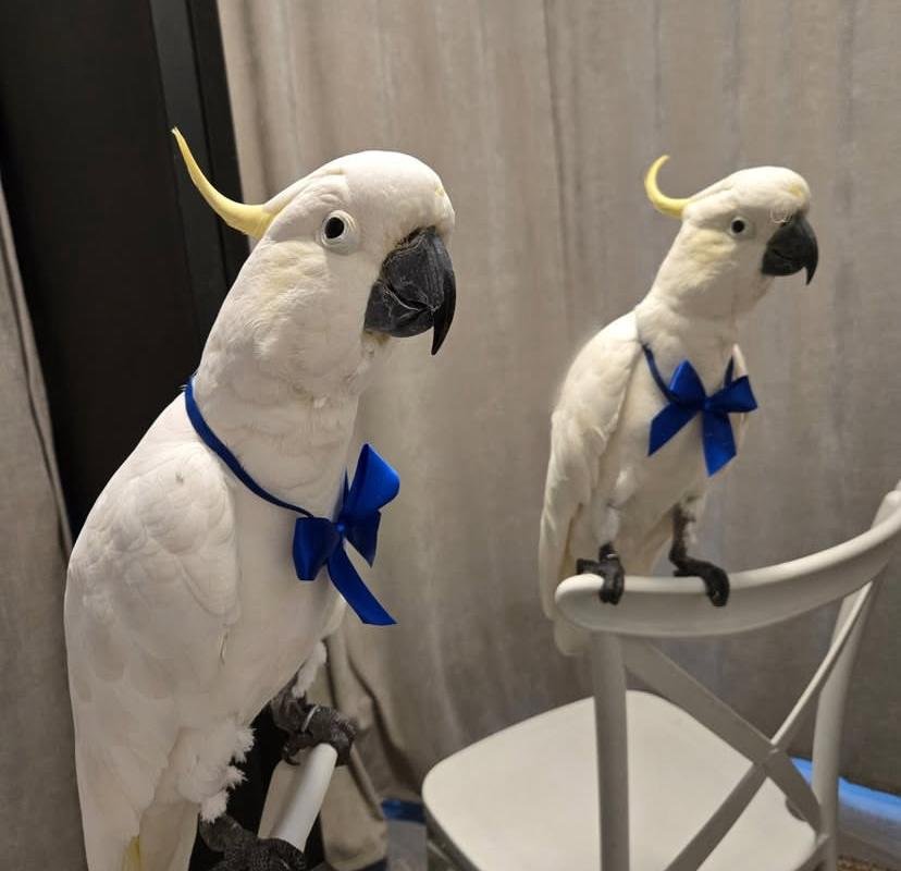 Cockatoo breeders in Hawaii