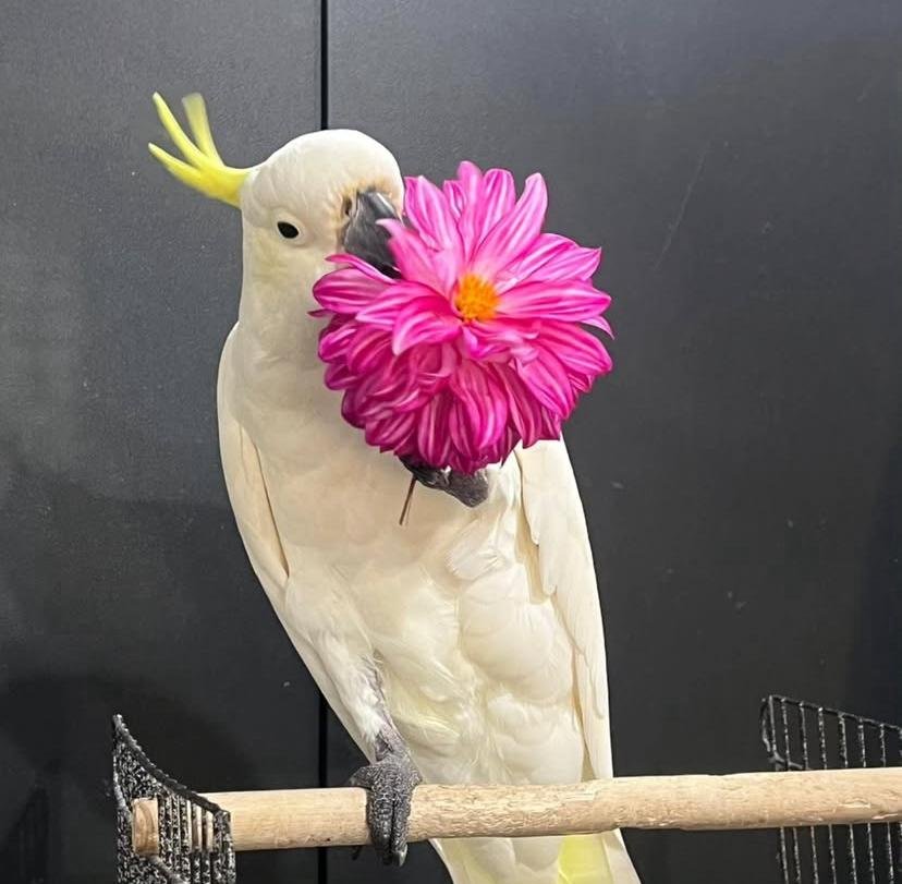 Cockatoo breeders in Colorado