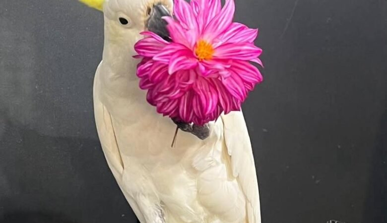 Cockatoos for sale in Sweden