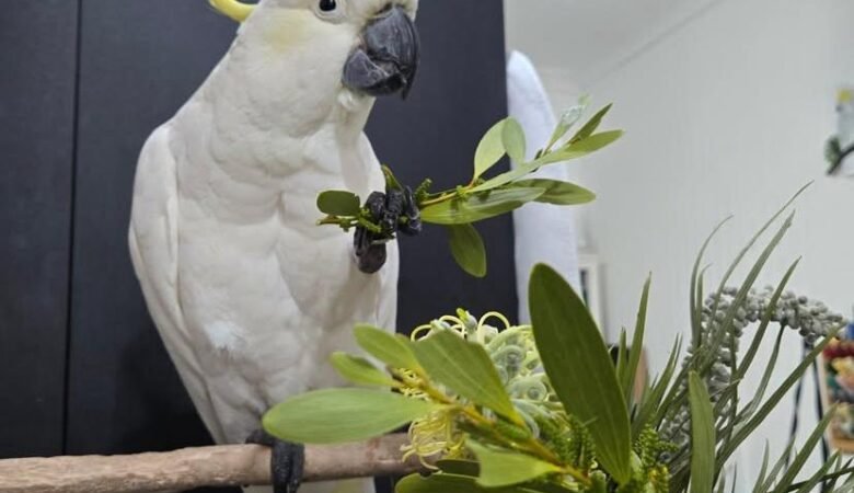 Cockatoo breeders in Tennessee