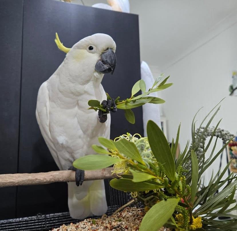 Cockatoo breeders in Tennessee