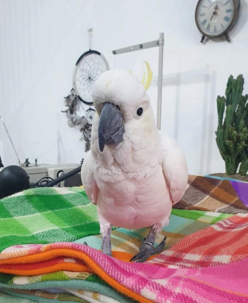 Cockatoo breeders in South Dakota
