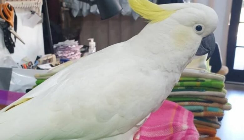 Cockatoo breeders in Pennsylvania