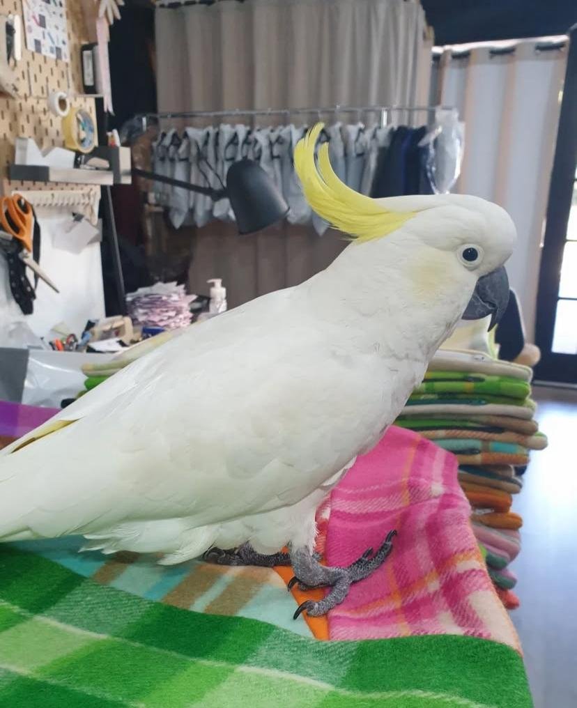 Cockatoo breeders in Pennsylvania