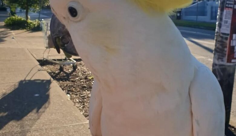 cockatoos for sale in Temecula, CA