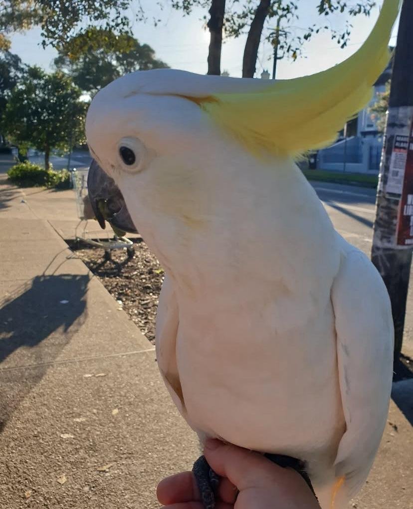 Cockatoo breeders in Rhode Island