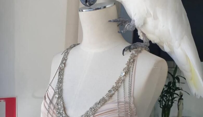 Cockatoos for sale in Vermont