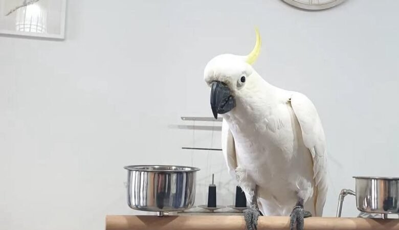 Cockatoos in Germany