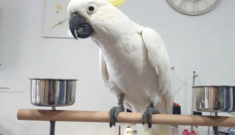 Cockatoos in France
