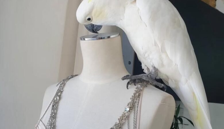 Cockatoos in Netherlands