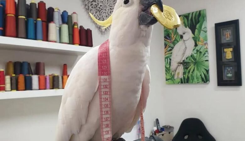 Cockatoos for sale in Ireland