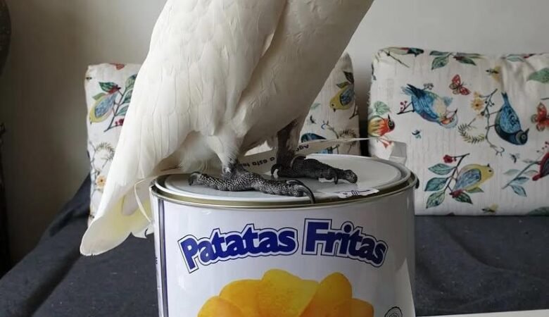 Cockatoos in United Arab Emirates