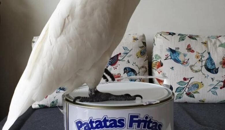 Cockatoos in Australia