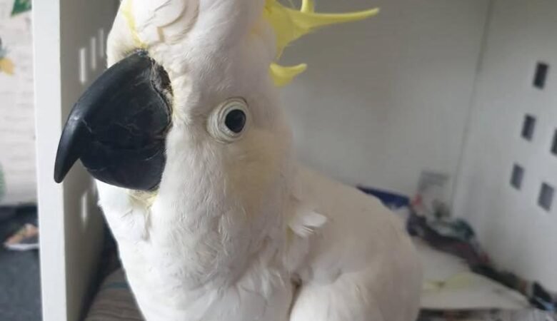 Cockatoos in Denmark