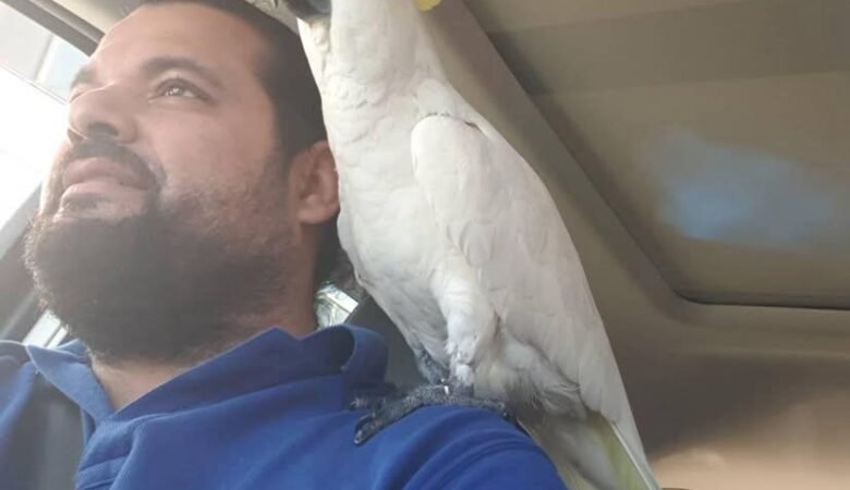 Cockatoos in Sweden
