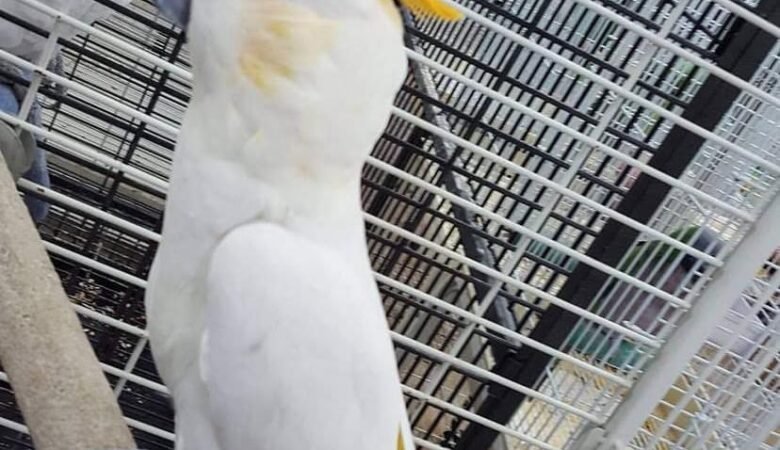 Cockatoos for sale in Missouri
