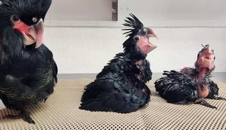 Cockatoo breeders in New Hampshire