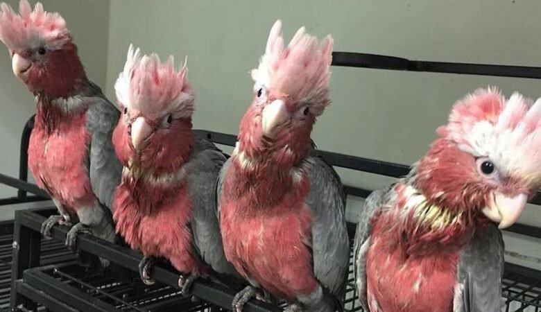 Cockatoos for sale in New Mexico