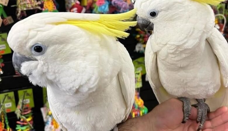 Cockatoo birds for sale in Arizona