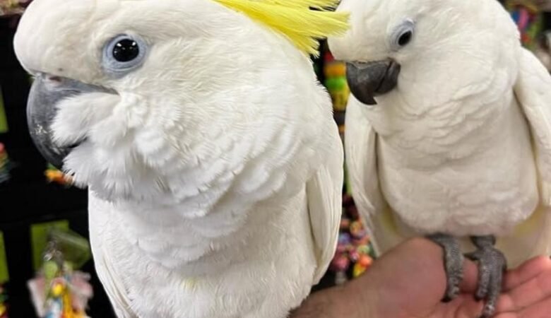 Cockatoo parrots for sale in Alaska