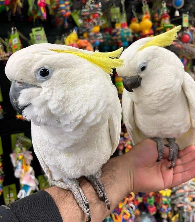 Cockatoo breeders in Alaska