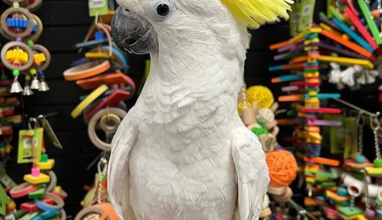 Cockatoo birds for sale in Nevada