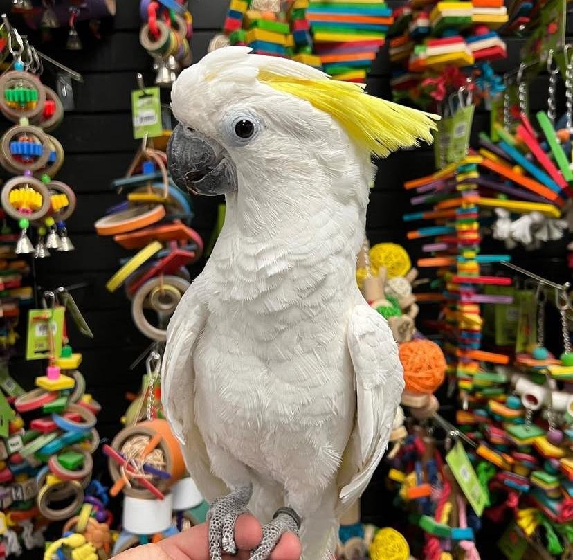 Cockatoo breeders in Arizona