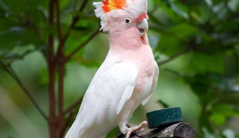 Cockatoo birds for sale in New Mexico