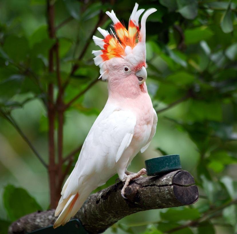 Cockatoo breeders in Arkansas