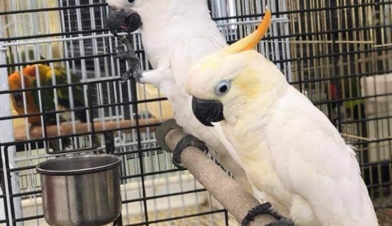 Cockatoo parrots for sale in Massachusetts
