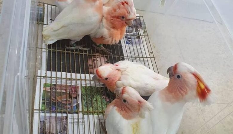 Cockatoo parrots for sale in Michigan