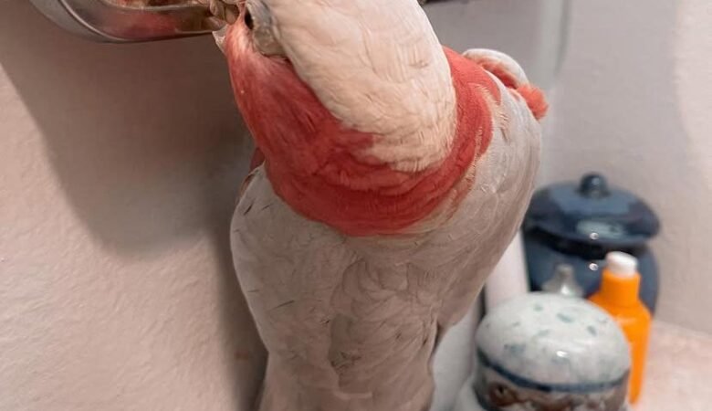 Cockatoo parrots for sale in Minnesota