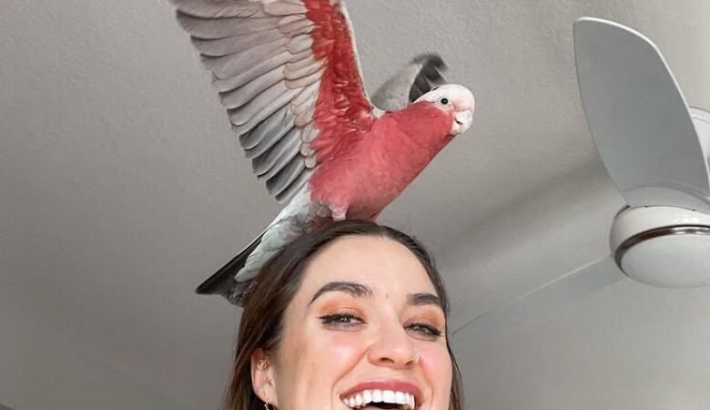 cockatoos for sale in Rialto, CA