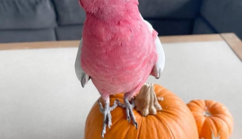 cockatoos for sale in Clovis, CA