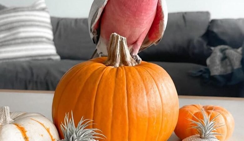 cockatoos for sale in San Mateo, CA