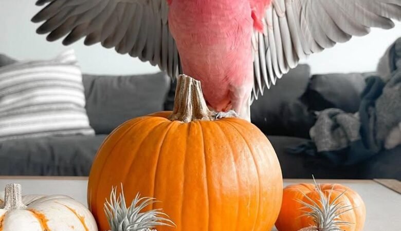 Cockatoo parrots in Missouri