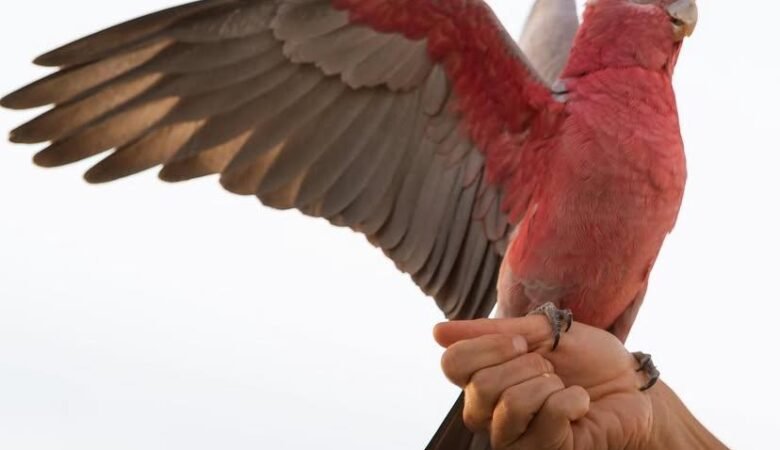 cockatoos for sale in Santa Maria, CA