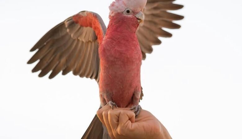 Cockatoo parrots in New Hampshire