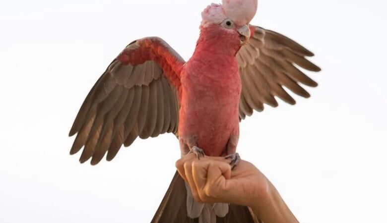 Cockatoo parrots in New Jersey