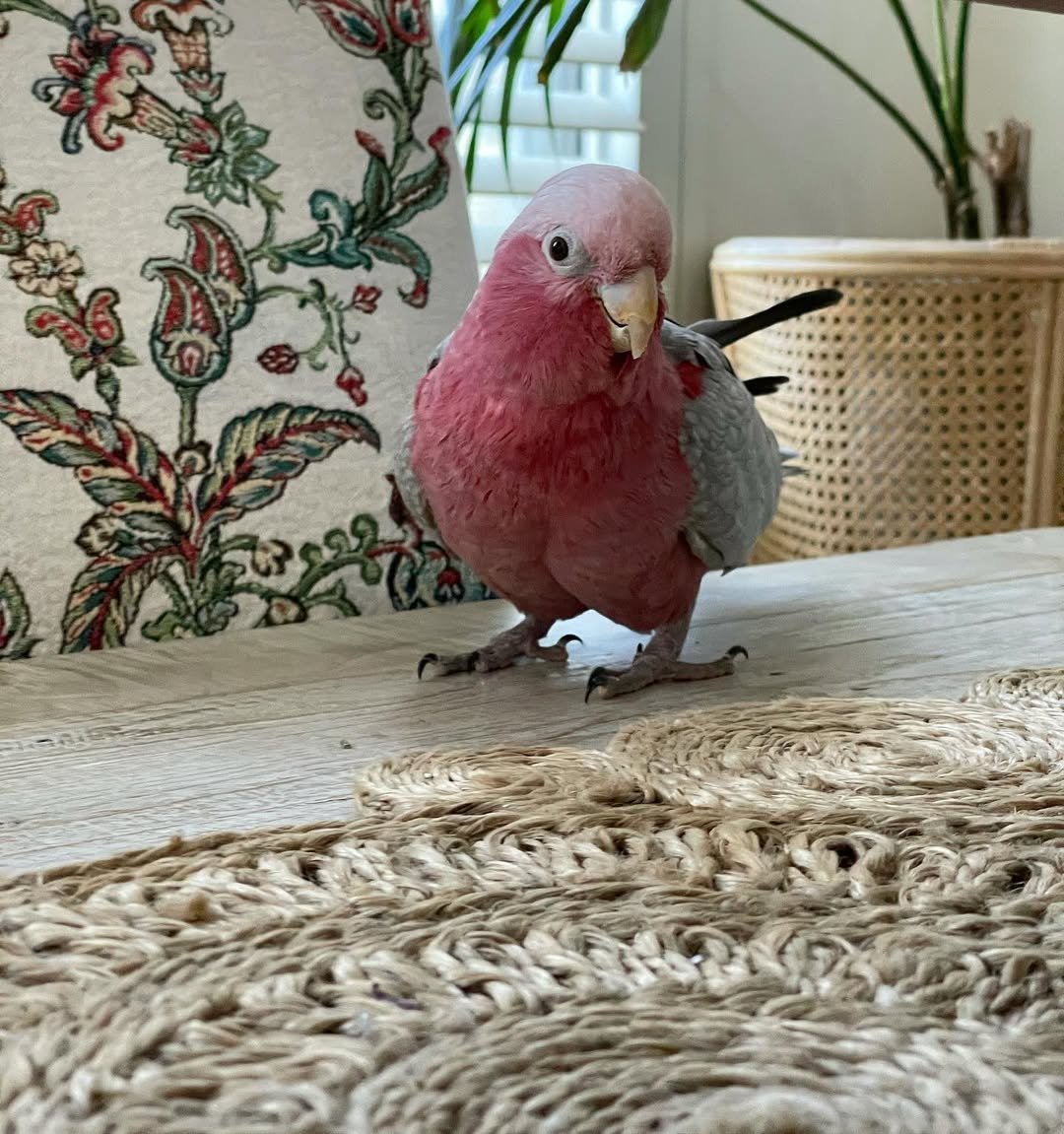 Cockatoo breeders in Illinois