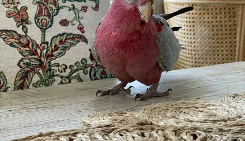 Cockatoo parrots in Idaho