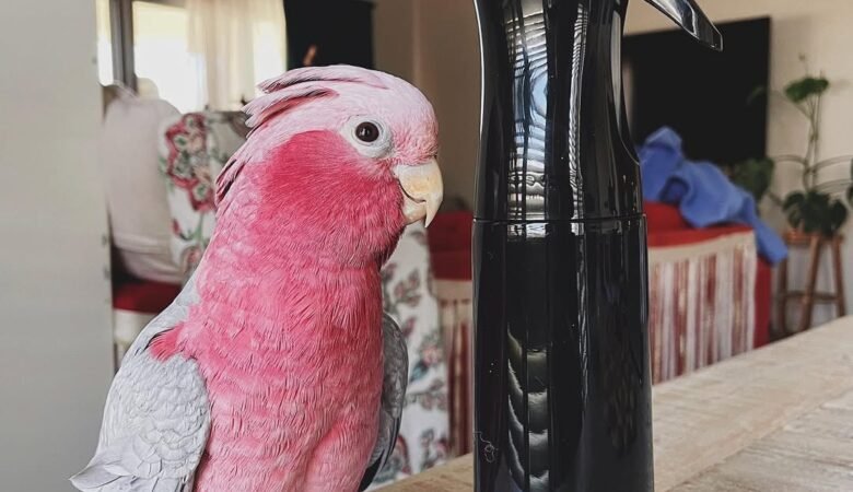 cockatoos for sale in Vestavia Hills, AL